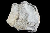 Fossil Brontotherium (Titanothere) Vertebrae - South Dakota #73228-1